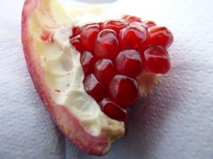 La materia sapiente del relativo plurale – Bologna